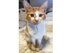 Adopt Truffle a Domestic Short Hair