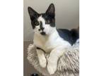 Adopt Mittens a Domestic Short Hair