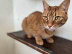 Adopt Aries a Domestic Short Hair