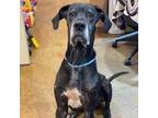 Adopt Ash a Great Dane