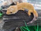 Adopt Marmalade a Gecko