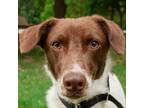 Adopt Tango a Labrador Retriever, Terrier