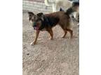 Adopt Spunk a German Shepherd Dog, Chow Chow