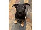 Adopt Louie a German Shepherd Dog
