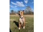 Adopt Bobby a American Staffordshire Terrier