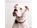 Adopt Snow a Boxer