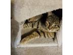 Adopt Komodo a Tabby, Domestic Short Hair