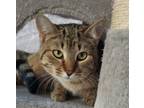 Adopt Gecko a Tabby, Domestic Short Hair