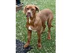 Adopt Ghost a Rhodesian Ridgeback, Redbone Coonhound