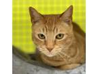 Adopt Leroy a Domestic Short Hair