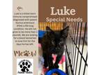 Adopt Luke a American Shorthair