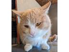 Adopt Harley a American Shorthair