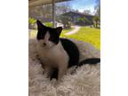 Adopt Stewart a American Shorthair