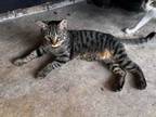 Adopt Leto a American Shorthair