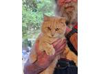 Adopt George a American Shorthair