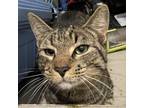 Adopt Grey a Domestic Short Hair