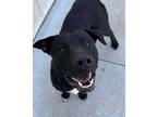 Adopt Draco a American Staffordshire Terrier, Pit Bull Terrier