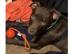 Adopt Moreno (Tater) a Pit Bull Terrier, Staffordshire Bull Terrier