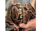 Adopt Dr. Hiss a Ball Python