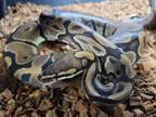 Adopt Orion a Ball Python