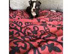 Boston Terrier Puppy for sale in Hickory, NC, USA