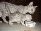 Egyptian Mau