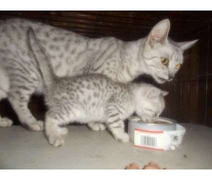 Egyptian Mau is a Grey Male Egyptian Mau Kitten For Sale in Hamilton KS