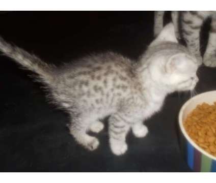 Egyptian Mau is a Grey Male Egyptian Mau Kitten For Sale in Hamilton KS