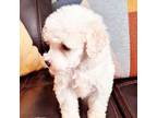 Poodle (Toy) Puppy for sale in Coeburn, VA, USA