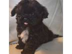 Maltipoo Puppy for sale in Coeburn, VA, USA