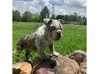 Bulldog Puppy for sale in Ball Ground, GA, USA