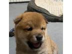 Shiba Inu Puppy for sale in Aledo, TX, USA