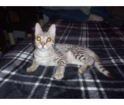 F2 Safari Cat is a Male Adult For Sale in Hamilton KS
