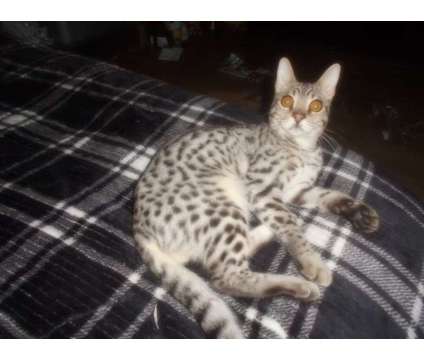 F2 Safari Cat is a Male Adult For Sale in Hamilton KS