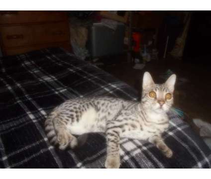 F2 Safari Cat is a Male Adult For Sale in Hamilton KS