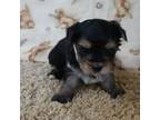 Mutt Puppy for sale in Tama, IA, USA