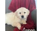 Golden Retriever Puppy for sale in Boyceville, WI, USA