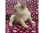 French Bulldog Puppy for sale in Vienna, MO, USA