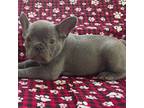 French Bulldog Puppy for sale in Vienna, MO, USA