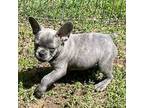 French Bulldog Puppy for sale in Vienna, MO, USA