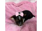 Biewer Terrier Puppy for sale in Canton, GA, USA
