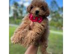 Mutt Puppy for sale in Lehigh Acres, FL, USA