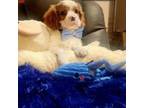 Cavalier King Charles Spaniel Puppy for sale in Mobile, AL, USA