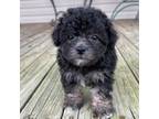 Maltipoo Puppy for sale in Arley, AL, USA
