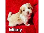 Havanese Puppy for sale in Millersburg, IN, USA