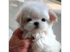 Maltese Puppy for sale in Miami, FL, USA