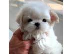 Maltese baby ckc