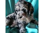 Aussiedoodle Puppy for sale in Mineola, TX, USA