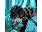 Aussiedoodle Puppy for sale in Mineola, TX, USA