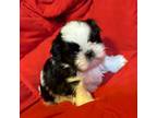 Shih Tzu Puppy for sale in Gaylord, MI, USA